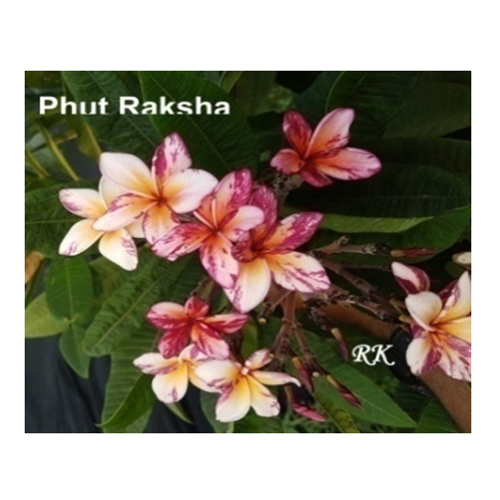 Phut Raksha Flowering Plant