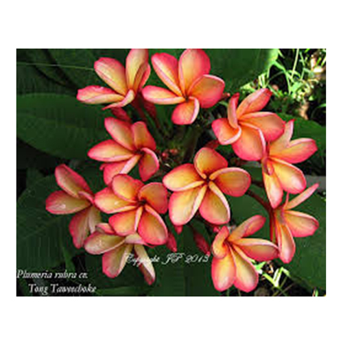 Thong Thawi Khun Flowering Plant
