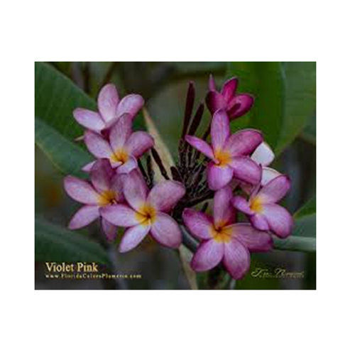 Violet Pink Flowering Plant