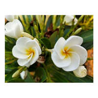 American Scented Flowering Plant - Breed: Hybrid