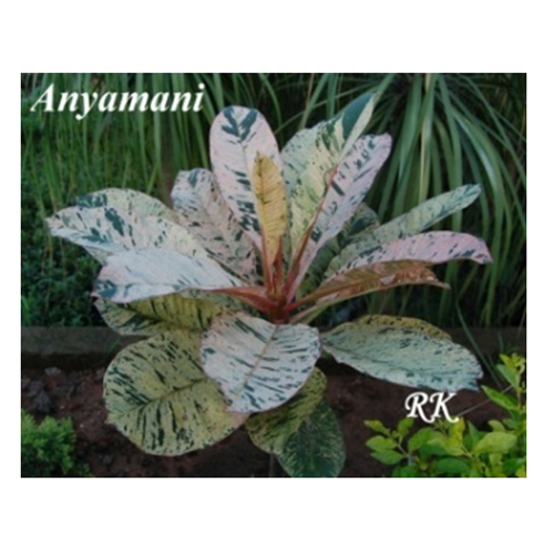 Anyamani Plant