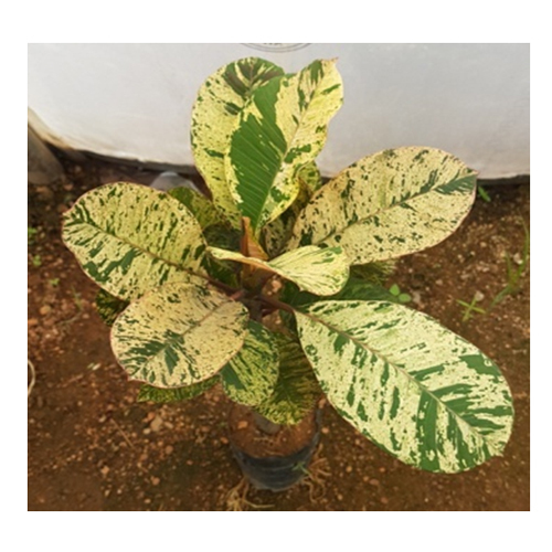 Maya Flowering Plant