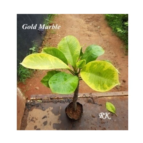 Gold Marble Plant