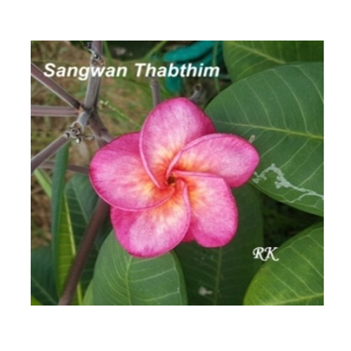 Sangwan Thabthim Flower Plant