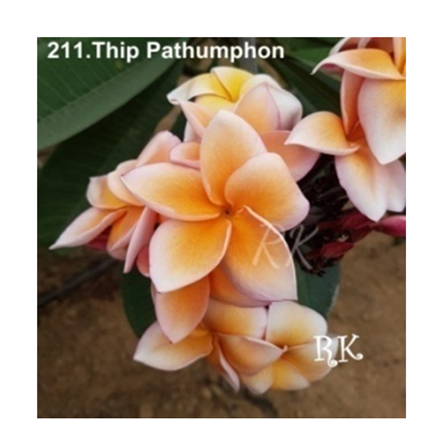211 Thip Pathumphon Flower Plant