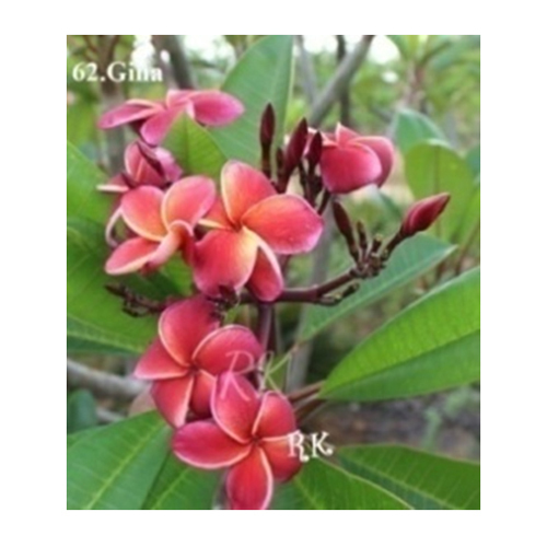 Gina Red Flowering Plant