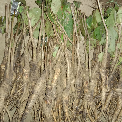 Red Sandal Roots