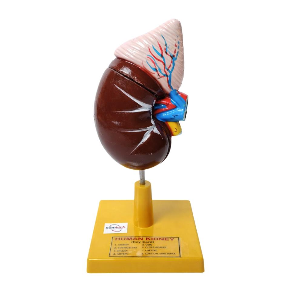 Human Kidney Model - Advantage: Displays Anatomical Details With Removable Parts