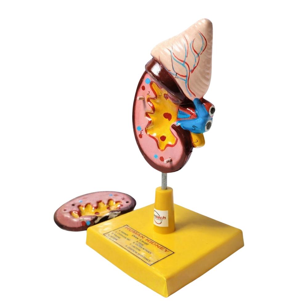Human Kidney Model
