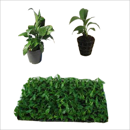 स्पैथिफिलम पौधा