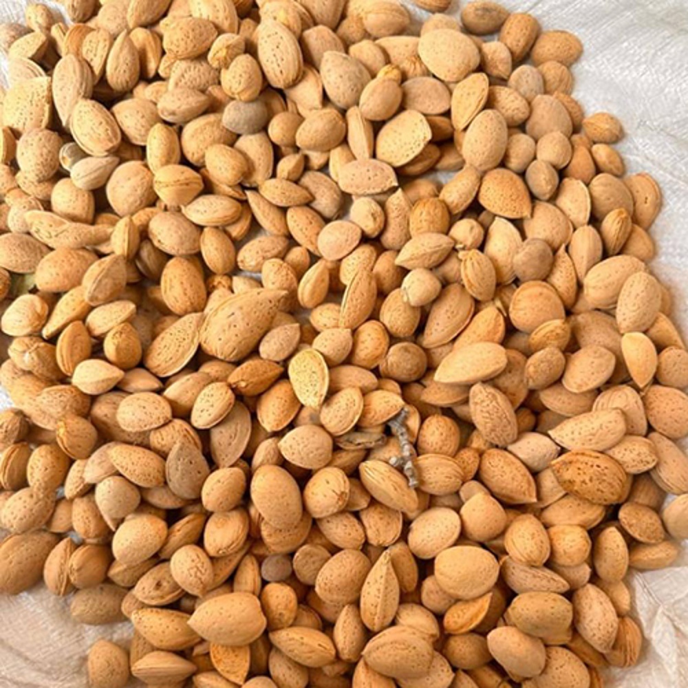 Afghan Almond with Shell Natural Badam,Afghan Almonds in Shell ,Natural Afghan Badam, Kabul Almonds with Shell