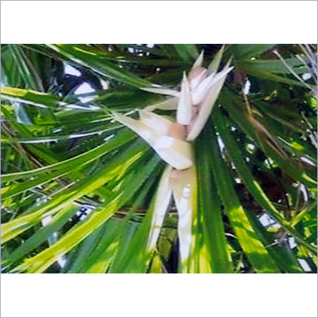 केवड़ा पानी