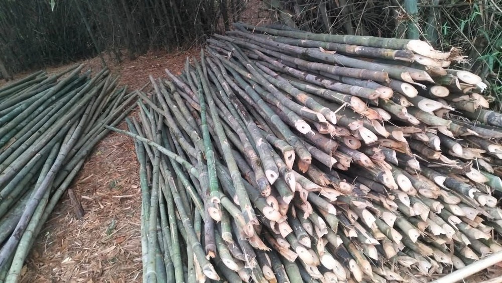 16 Feet Bamboo Pole - Color: Green