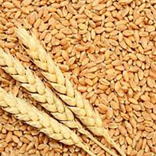 Wheat Grain
