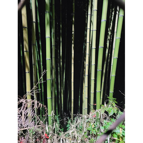 Green Bamboo Sticks