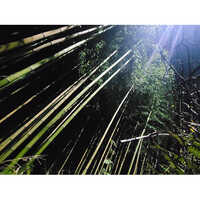 Green Bamboo Sticks