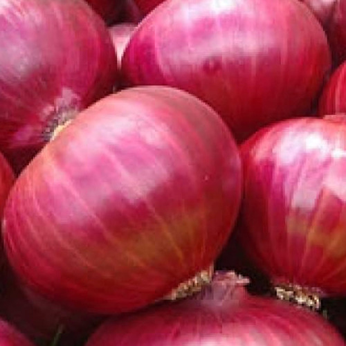 Pink Onion