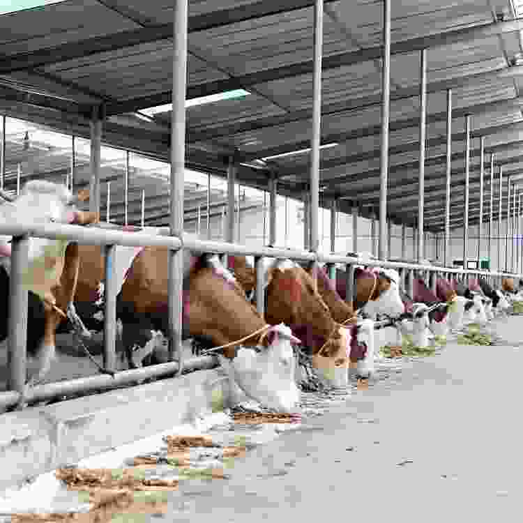 Cattle Shed Tubular