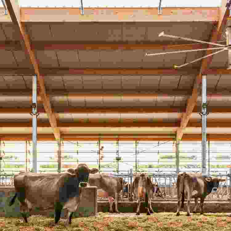 Cattle Shed Tubular