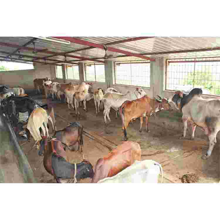 Cattle Shed Tubular