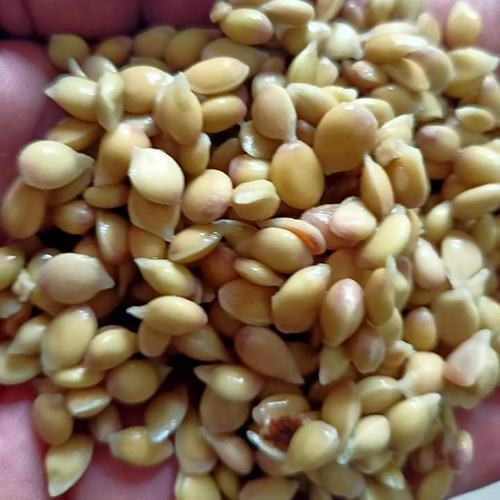 Lemon Seeds