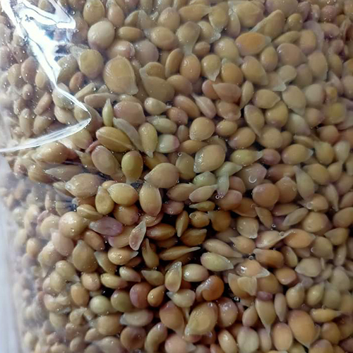 Lemon Seeds