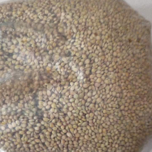 Lemon Seeds