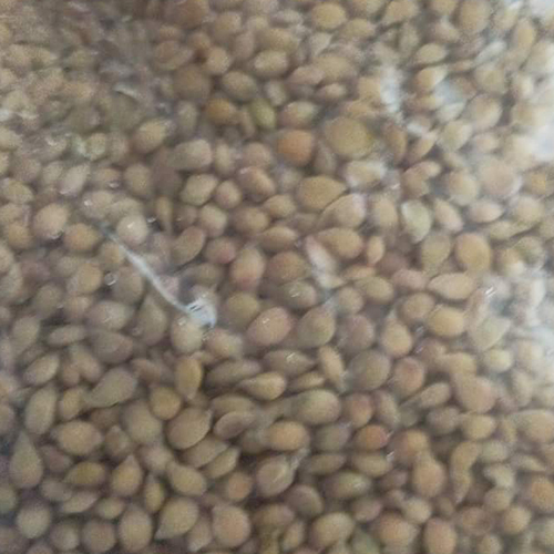 Lemon Seeds