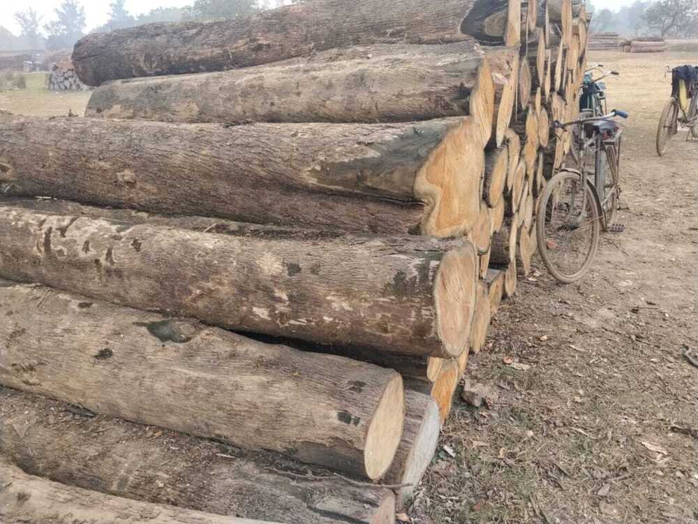 Round Timber Logs
