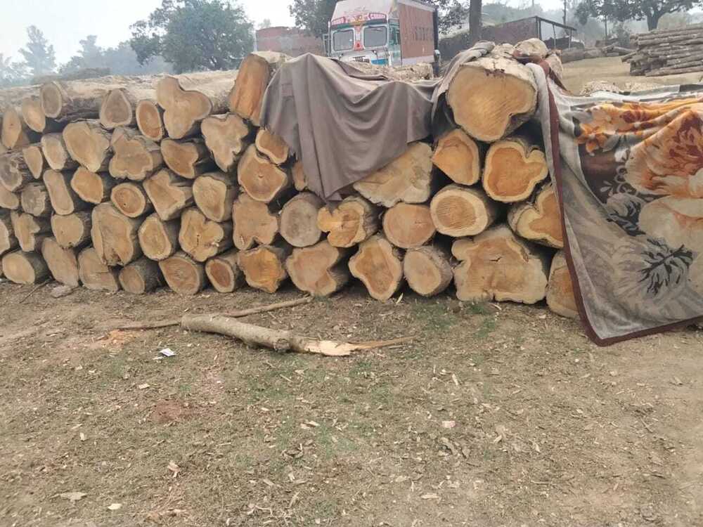 Round Timber Logs