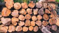 Harvested Timber Logs