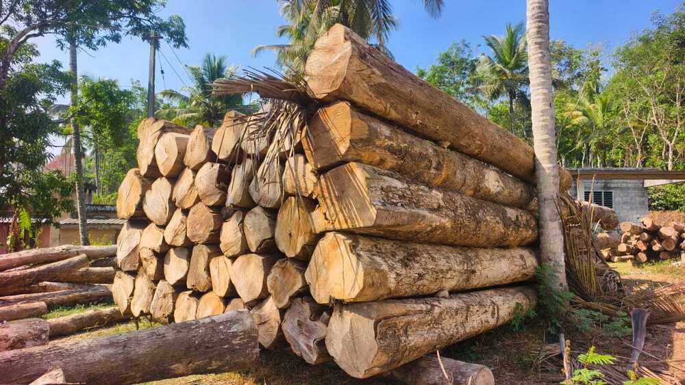 Harvested Timber Logs