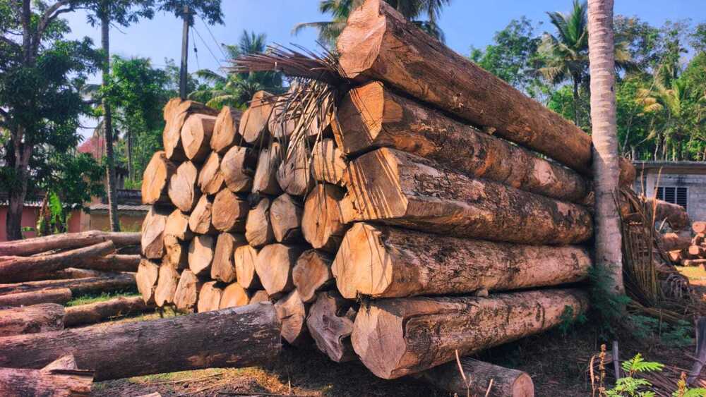 Harvested Timber Logs