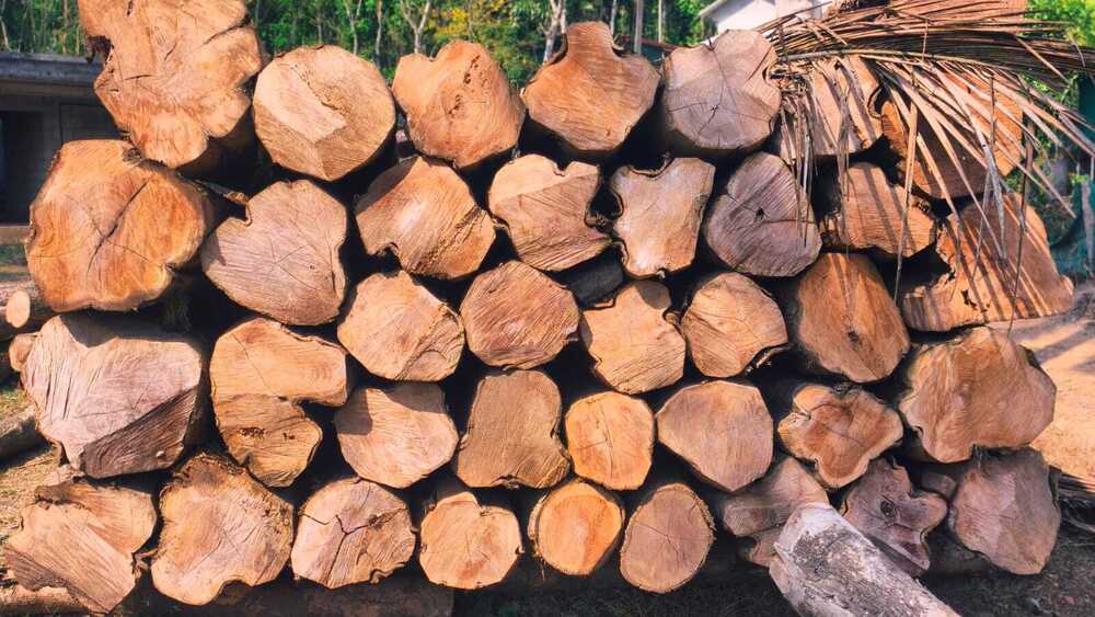 Unprocessed Timber Logs
