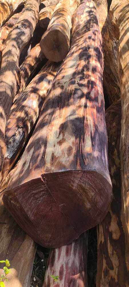 Unprocessed Timber Logs