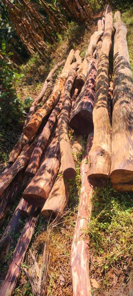 Unprocessed Timber Logs