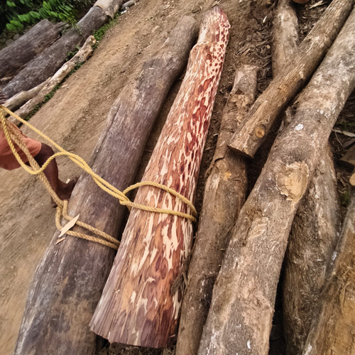 Unprocessed Timber Logs