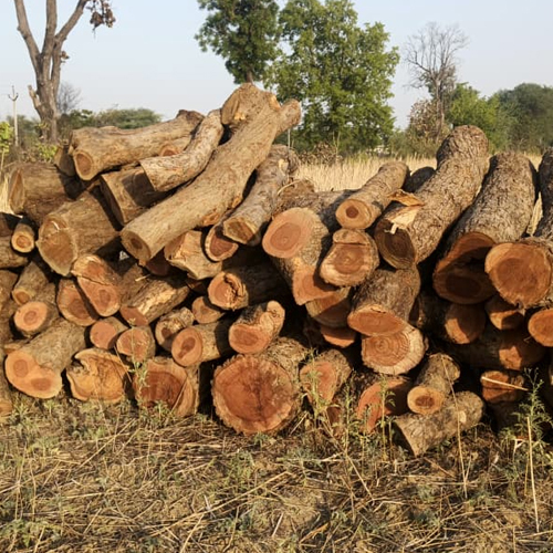 Teak Wood Logs