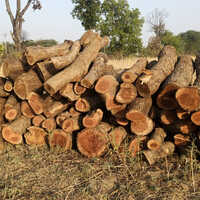 Teak Wood Logs