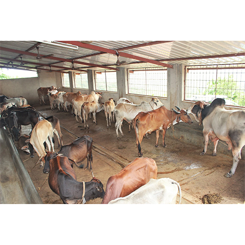 Heavy Duty Cattle Sheds