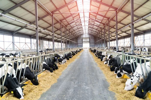Heavy Duty Cattle Sheds