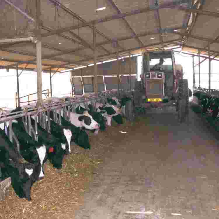 Dairy Farm Sheds