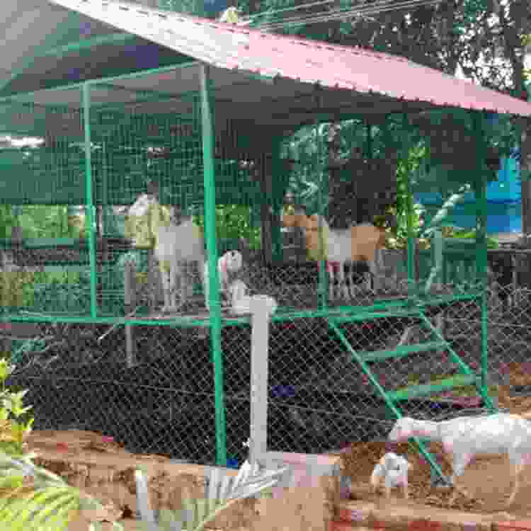 Hitech Goat Farm shed