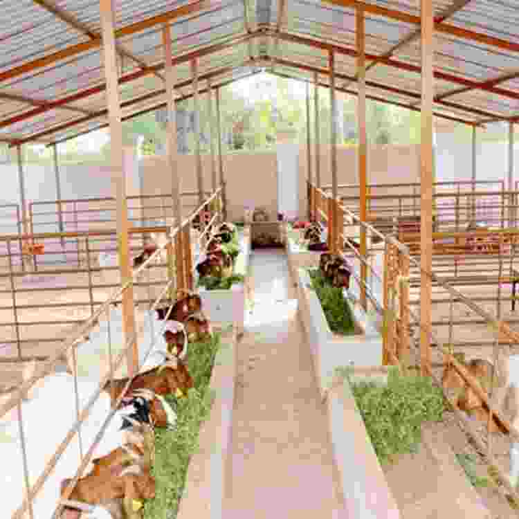 Hitech Goat Farm shed
