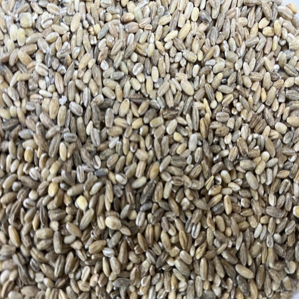 Hulled Barley Seeds