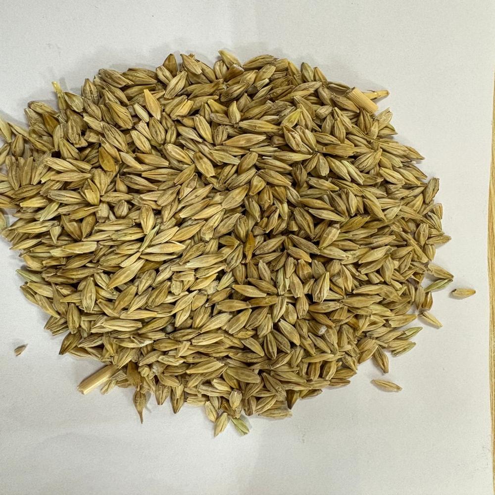 Natural Barley Seeds