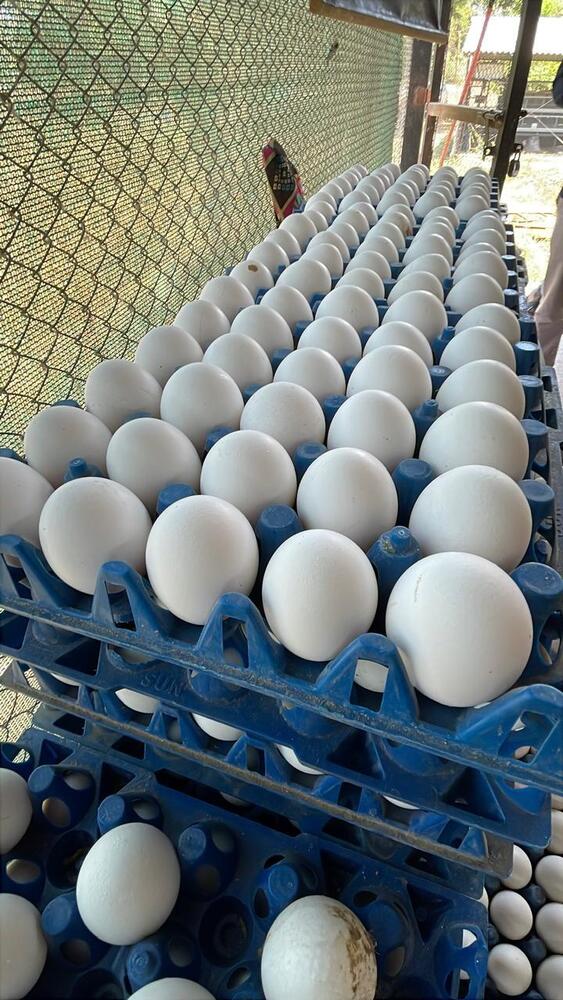 Poulty White Eggs