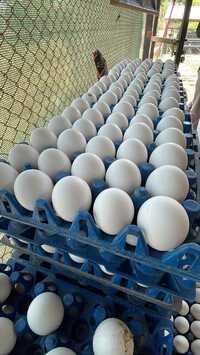 Poulty White Eggs