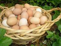 Poultry Egg