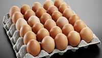 Poultry Egg